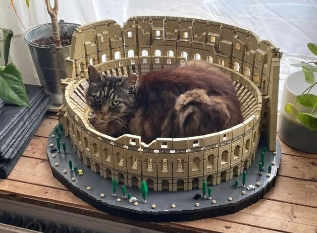 Photo of Кошки — это домашние животные, которых можно найти в самых неожиданных местах (38 фото)