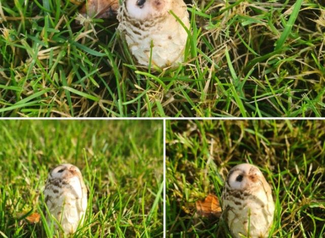 Photo of Природе ещё есть чем нас удивить (19 фото)