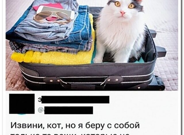 Photo of Новая порция смешных комментариев из соцсетей (19 фото)