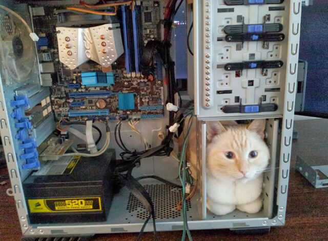 Photo of Ещё 27 фотографий с животными, которые могут поместиться везде
