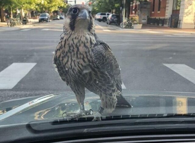 Photo of АВТОприкольные картинки (32 шт)