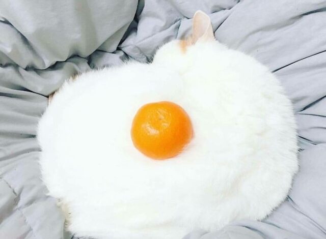 Photo of 20 примеров ненастоящей еды, которую нельзя есть