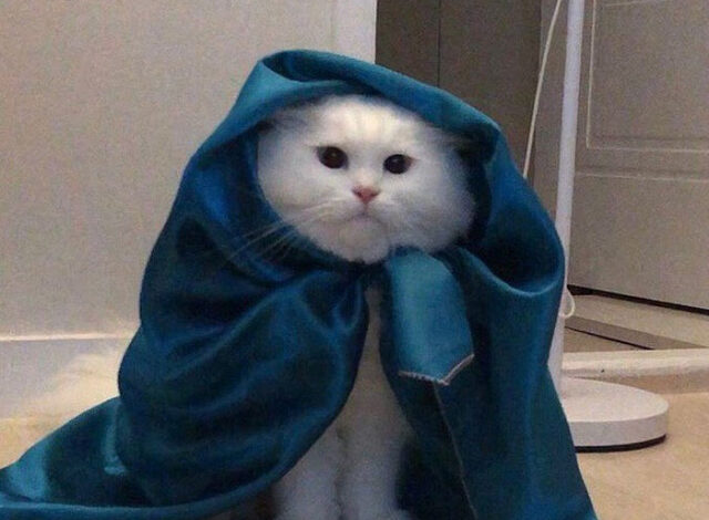 Photo of Кошки, которые вызовут улыбку немножко (26 фото)