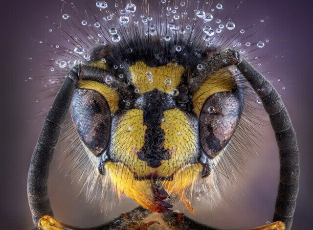 Photo of 20 фотографий природы, победивших в конкурсе reFocus Color Photography Awards 2024