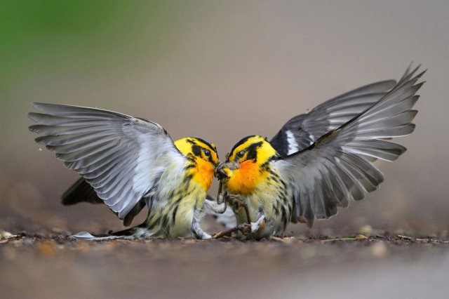 Photo of Лучшие фотографии орнитологического конкурса 2024 Audubon Bird Photography Awards (10 фото)