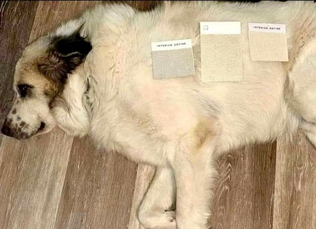 Photo of Твиты о будничной жизни владельцев кошек и собак, которые вызовут вашу улыбку (14 фото)