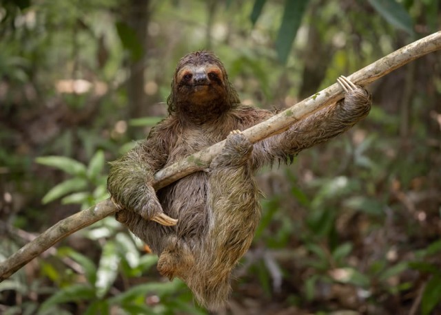 Photo of Уморительные фотографии с конкурса Comedy Wildlife Photography Awards 2024 (10 фото)