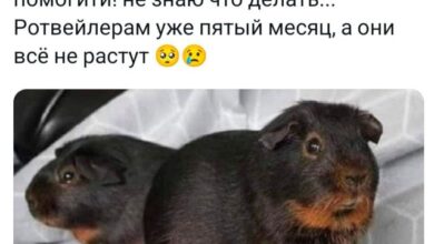 Photo of Прикольные комментарии: «Помогите, не знаю что делать…» (23 фото)