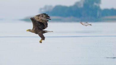 Photo of Смешные финалисты премии Nikon Comedy Wildlife Photography Awards 2024 года (40 шт)