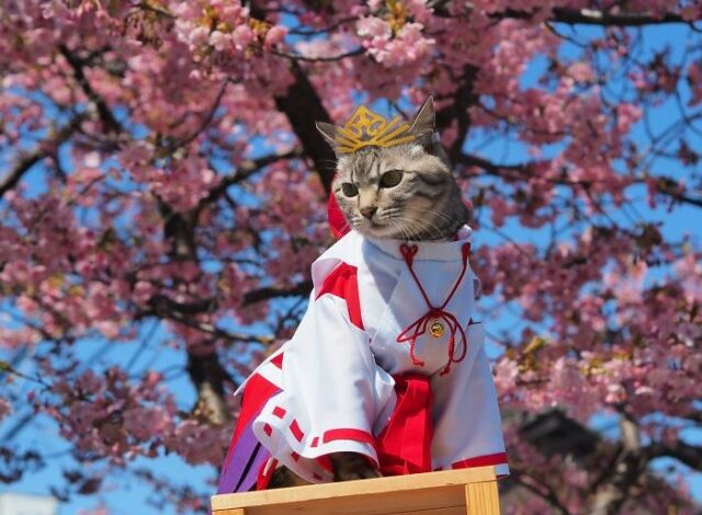 Photo of Косплей для любителей аниме и котиков (22 фото)