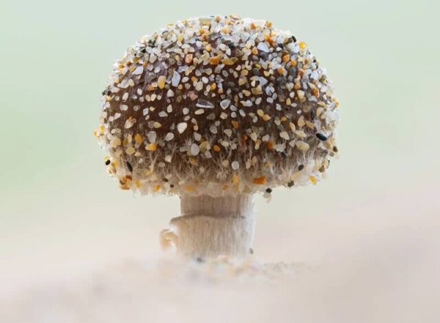 Photo of Невероятные фотографии из шорт