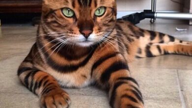 Photo of 30 позитивных фотографий, которые украсят ваш день