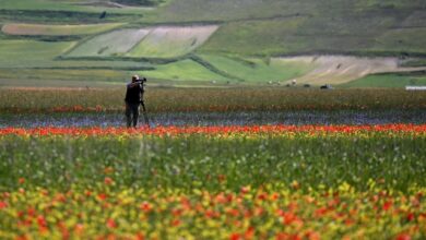 Photo of Фотогалерея: утопая в цветах (14 фото)
