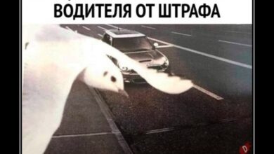 Photo of Прикольные демотиваторы для всех: «Так вот ты какая, птица счастья!» (21 фото)