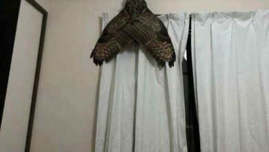 Photo of Прикольные фотографии, на которые придётся взглянуть дважды (24 шт)