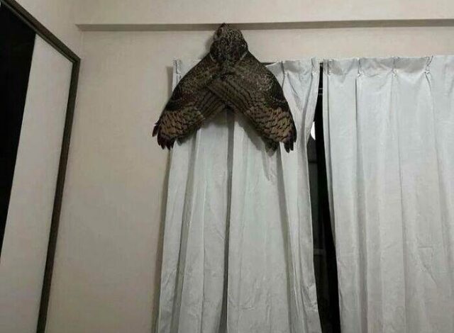 Photo of Прикольные фотографии, на которые придётся взглянуть дважды (24 шт)