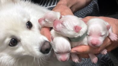 Photo of Прелестные и очаровательные родители из мира животных со своим потомством (29 фото)