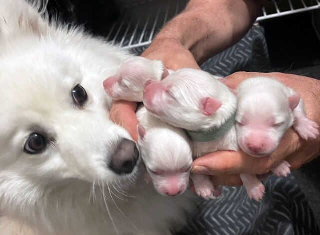 Photo of Прелестные и очаровательные родители из мира животных со своим потомством (29 фото)