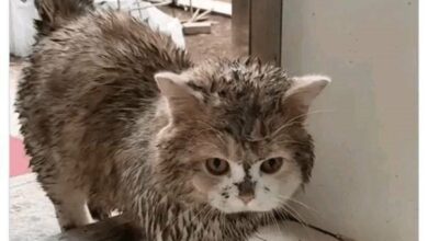 Photo of Прикольные картинки и мемы с кошками: «Человек, я дома!» (35 шт)