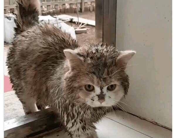 Photo of Прикольные картинки и мемы с кошками: «Человек, я дома!» (35 шт)