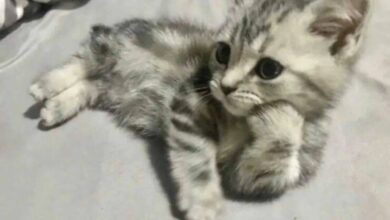 Photo of Прикольные картинки и мемы с кошками (42 шт)