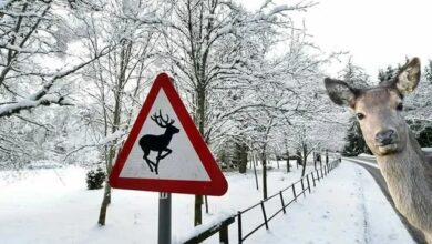 Photo of Прикольные фотобомбы (15 фото + бонус)