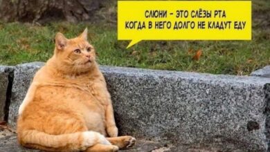 Photo of КотоМЕМЫ для хорошего настроения: «Слюни — это слёзы рта…» (22 шт)