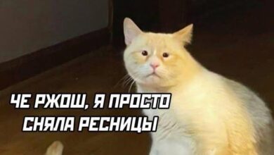 Photo of Весёлые картинки в середине недели: «Когда она впервые…» (26 фото)