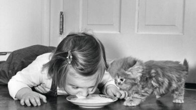 Photo of Винтажные фотографии, демонстрирующие вечную связь между детьми и кошками (30 фото)