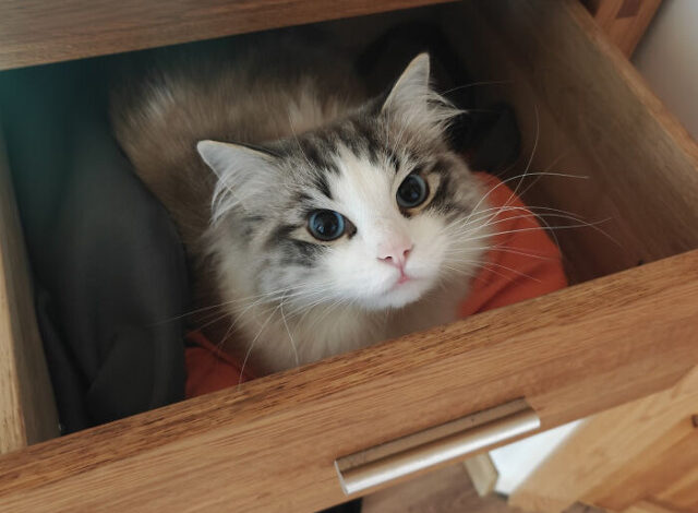 Photo of Милые, пушистые, грациозные и обаятельные кошки, которые подарят позитив и улыбку (22 фото)