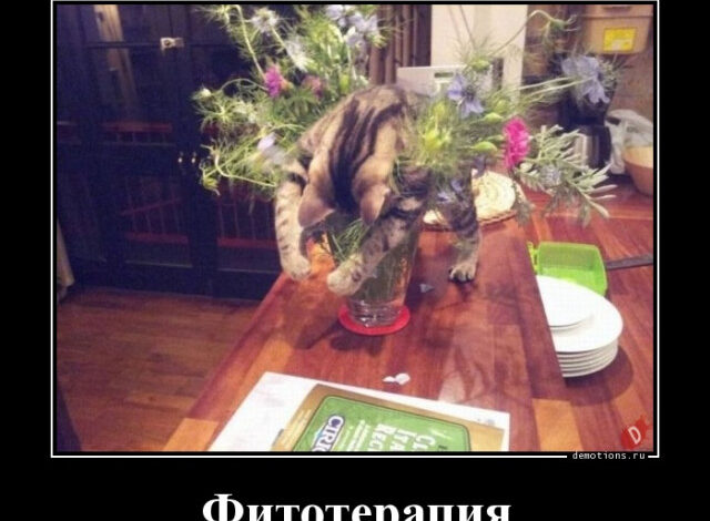 Photo of Демотиваторы прикольные для всех: «Фитотерапия» (17 фото)
