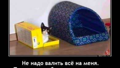 Photo of Демотиваторы для отличного настроения: «Не надо валить всё на меня…» (15 фото)
