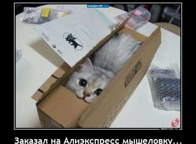 Photo of Демотиваторы – приколы: «Заказал на «Алиэкспресс» мышеловку» (15 фото)