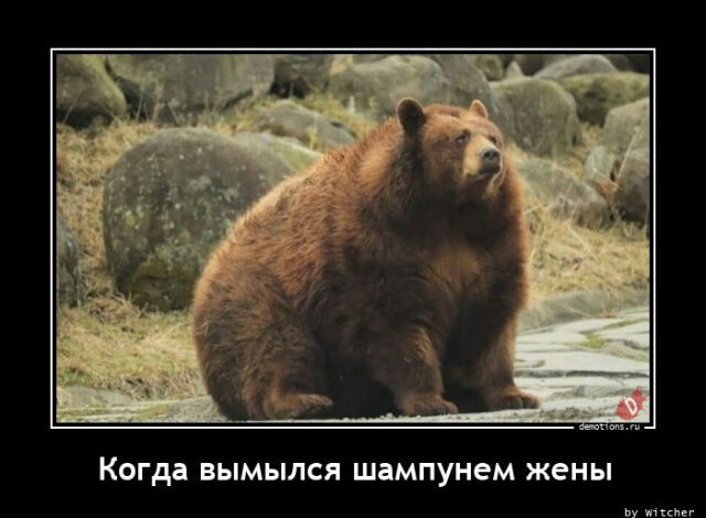 Photo of Демотиваторы для отличного настроения: «Когда вымылся шампунем жены…» (22 фото)