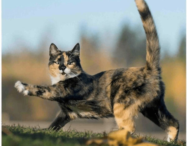 Photo of Смешных котиков вам в ленту! (20 фото)