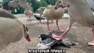 Photo of Смешно и точка — мемы и фото | Bugaga