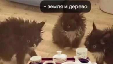 Photo of Юмор, выдержанный временем — приколы | Bugaga