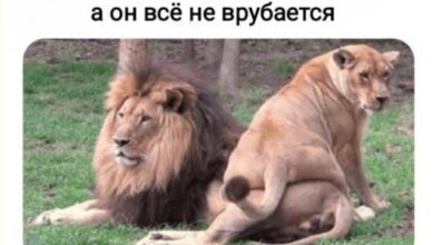 Photo of Скорая помощь для уставшего зумера — смешные фото | Bugaga