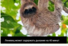 Photo of Хаос, Который Мы Заслужили — смешные фото/мемы/приколы | Bugaga