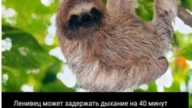 Photo of Хаос, Который Мы Заслужили — смешные фото/мемы/приколы | Bugaga