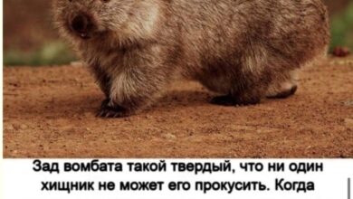 Photo of Мемы для ночного скроллинга — смешные фото/мемы/приколы | Bugaga