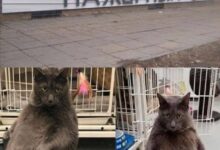 Photo of Треш, Угар и Красота — лучшие мемы | Bugaga