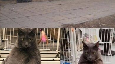 Photo of Треш, Угар и Красота — лучшие мемы | Bugaga
