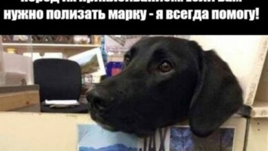 Photo of Улыбнись, пока не поздно — смешные фото/мемы/приколы | Bugaga