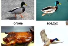 Photo of Для тех, кто устал притворяться нормальным — смешные фото/мемы/приколы | Bugaga