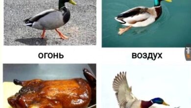 Photo of Для тех, кто устал притворяться нормальным — смешные фото/мемы/приколы | Bugaga