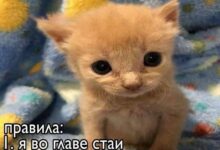 Photo of Когда Даже Смех Стал Тёмным — мемы 18+ | Bugaga