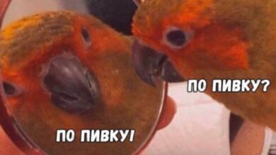 Photo of Тыц
