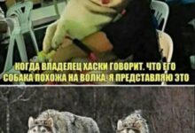 Photo of Котомемы и другие проявления апокалипсиса — Сборник юмора | Bugaga