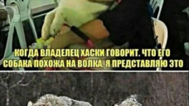 Photo of Котомемы и другие проявления апокалипсиса — Сборник юмора | Bugaga